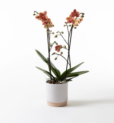 Gyllen orkidé i hvit Linnea  potte